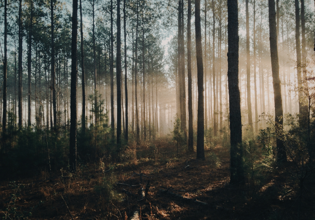 PRAMBANAN – PINE FOREST